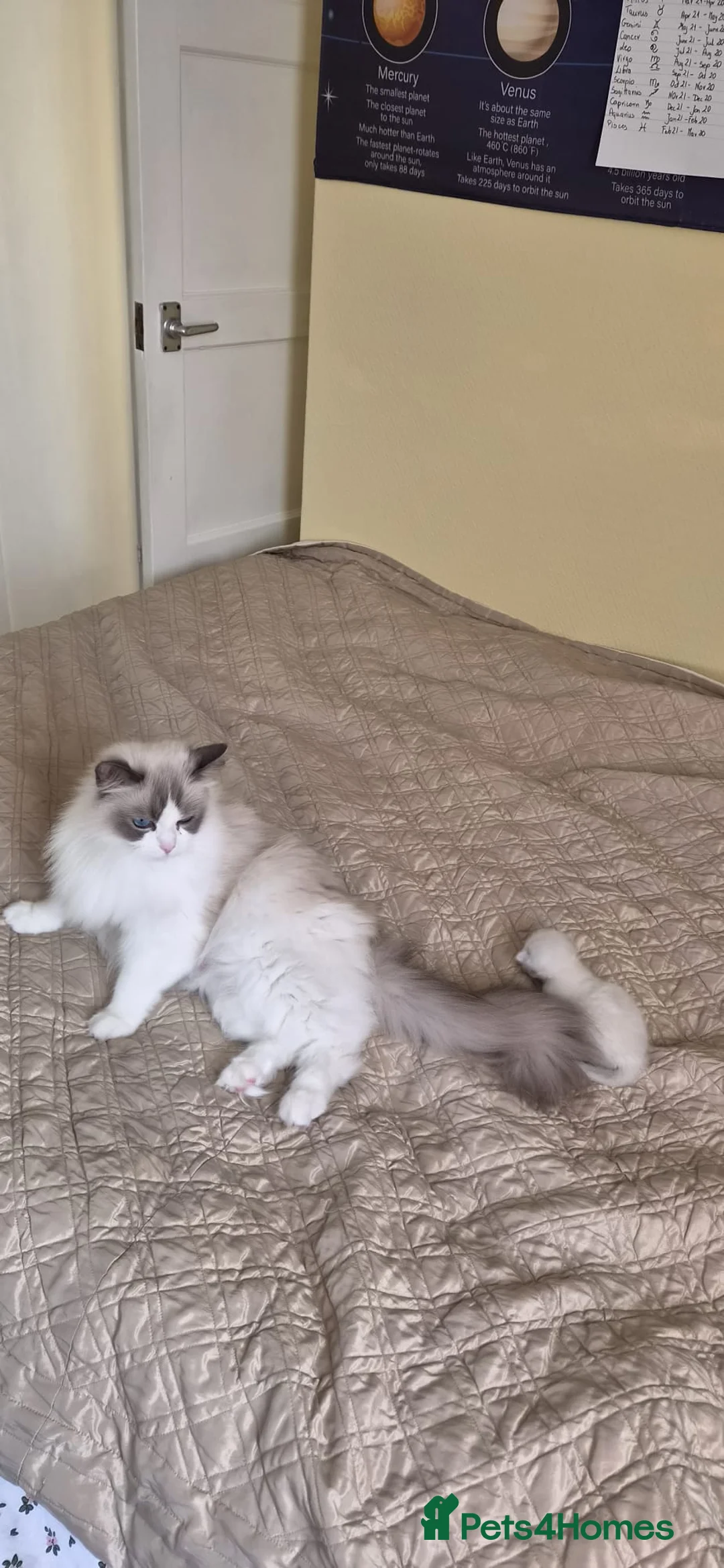 Ragdoll cats for sale: 1x Blue mitted pedigree Ragdoll Boy - Advert 2