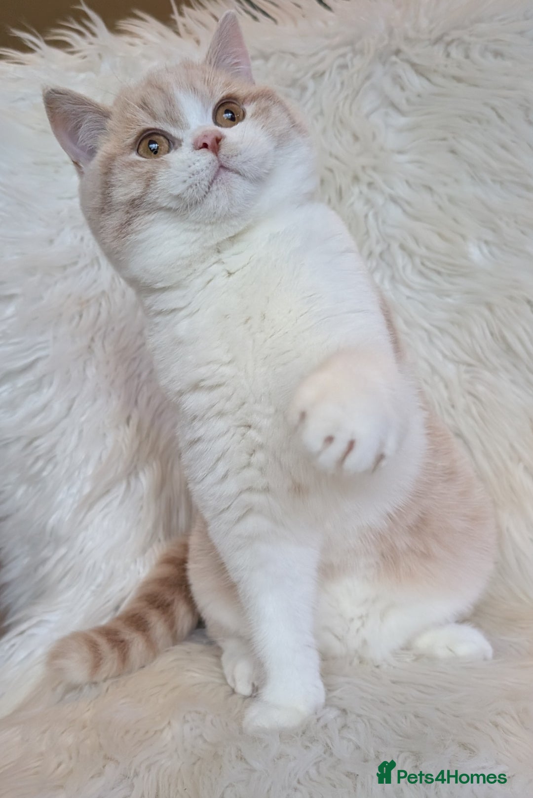 British Shorthair cats for sale: Amazing loving British shorthair kittens  - Advert 14