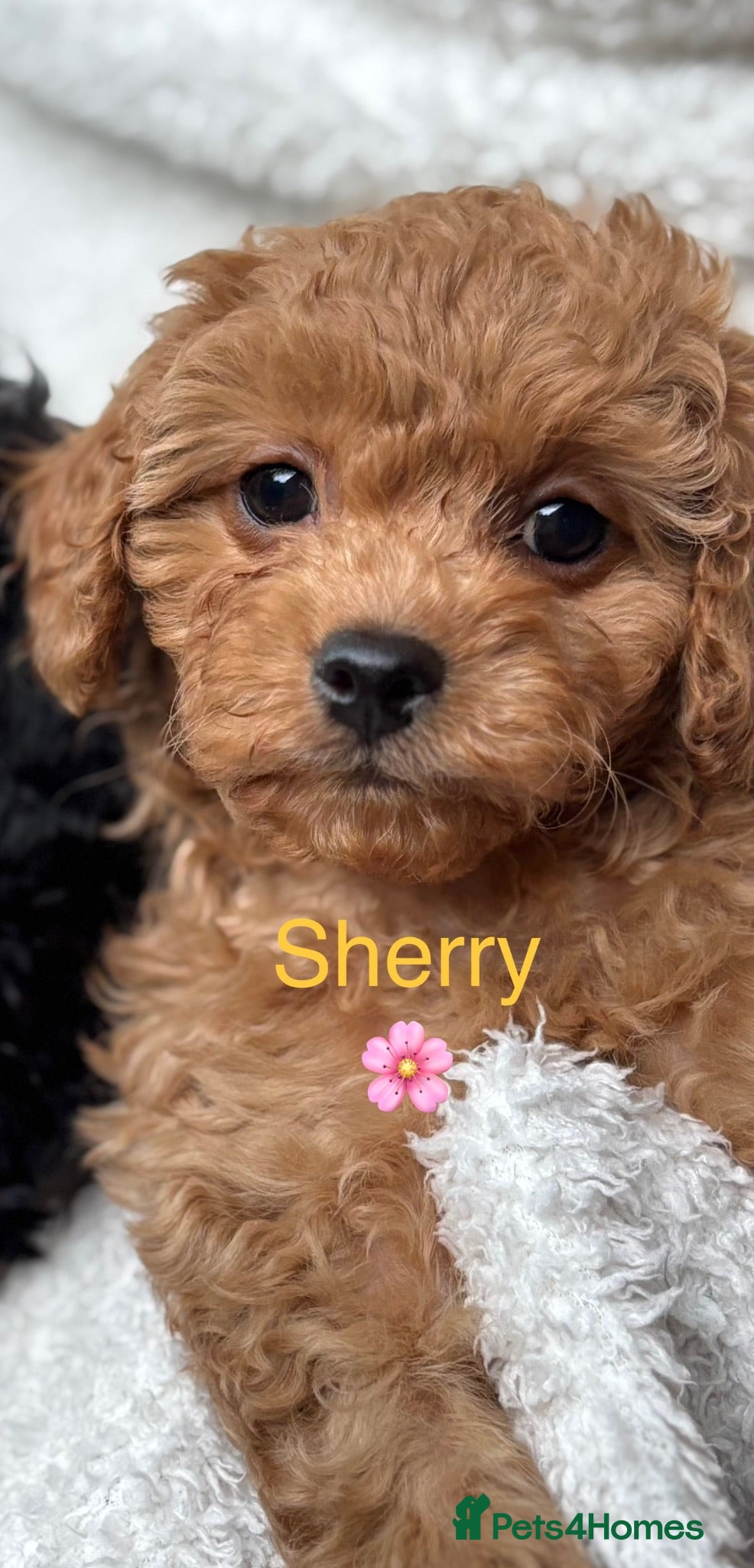 Cavapoo dogs ⭐️6 CAVAPOO’S Ready Now in CHESHIRE⭐️ - Advert 1