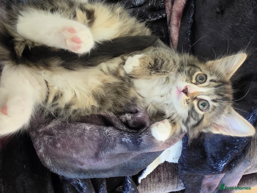 Persian cats for sale: Adorable Long Haired Persian Female Kitten  - Advert 8