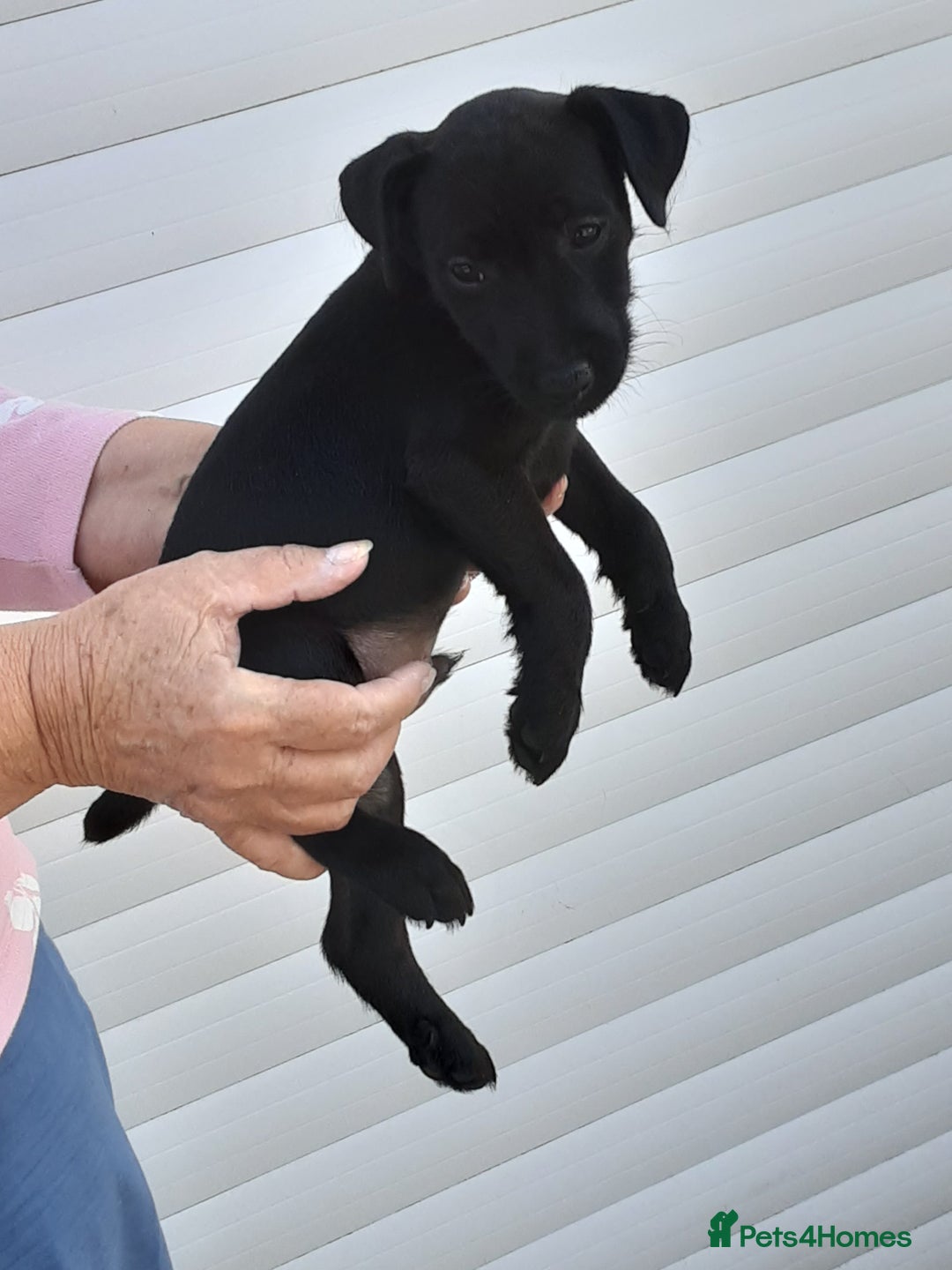 Patterdale Terrier dogs for sale: READY NOW Stunning litter of Patterdale Terriers  - Image 16