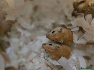 Gerbil rodents Baby gerbils ready for homes now in Halifax - Advert 7