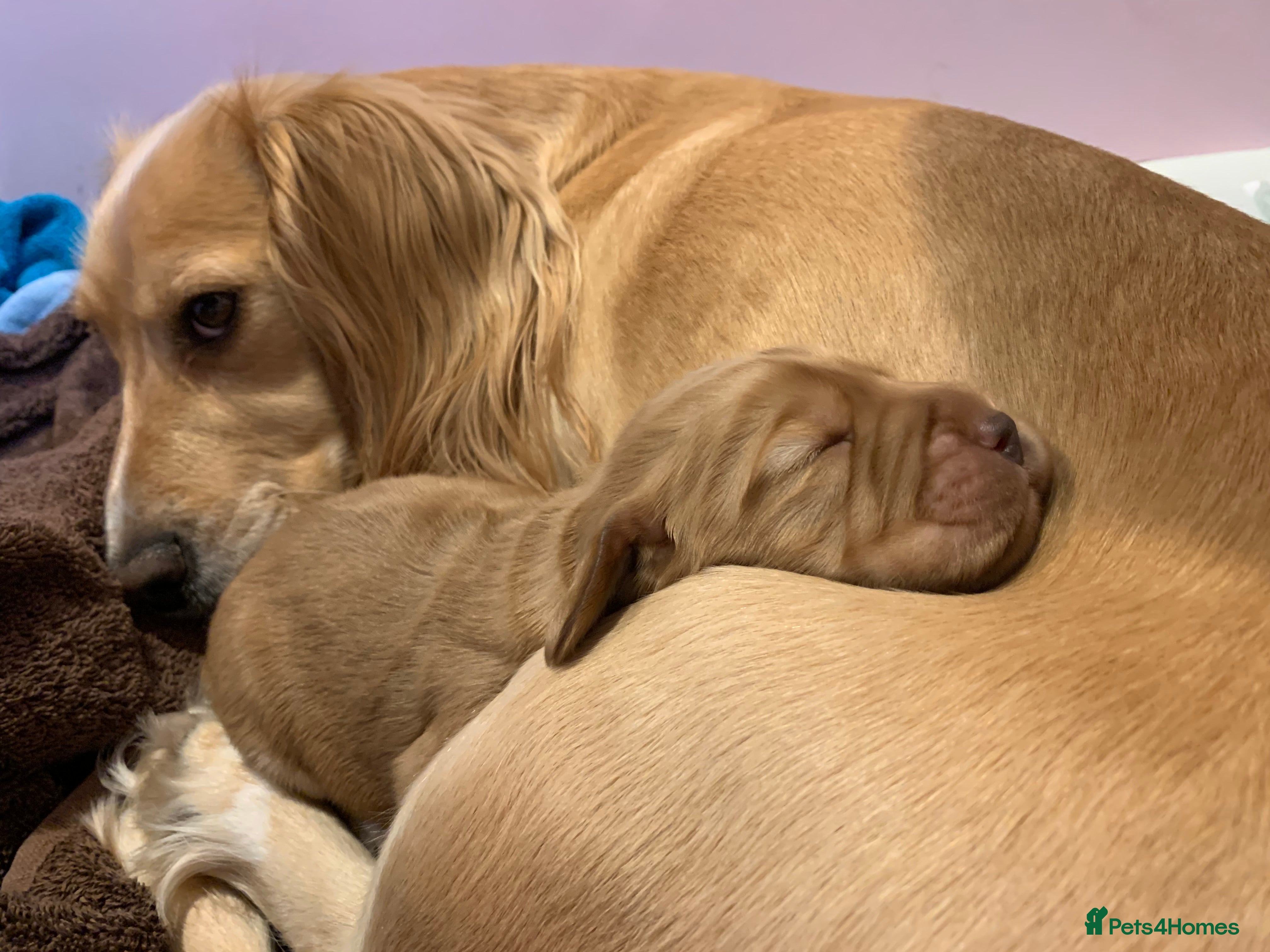 Cocker Spaniel dogs Working Cocker Spaniel Puppies  - Advert 4