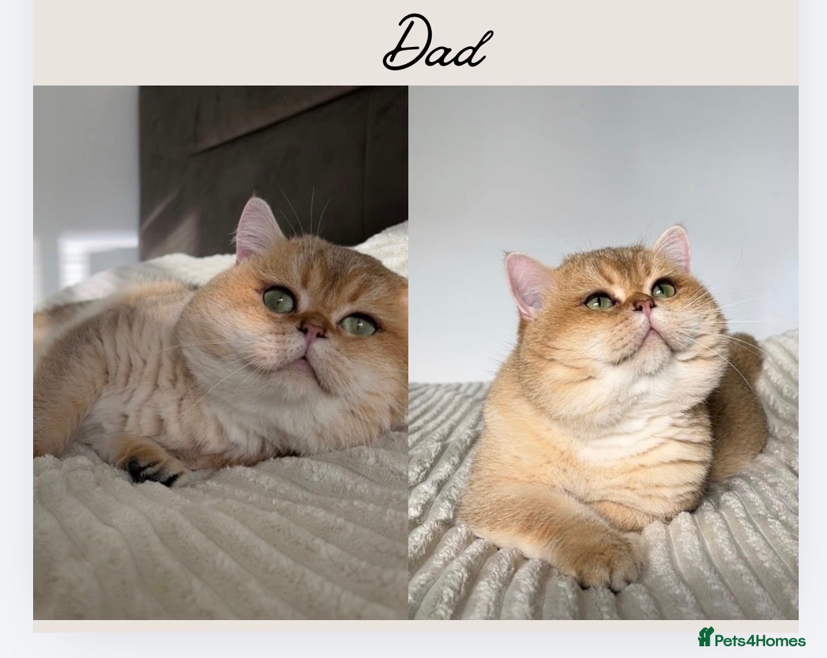 British Shorthair cats Beautiful Golden Chinchilla BSH Ny12 & Ny25 Girl - Advert 5