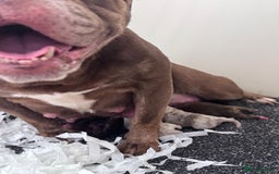 English Bulldog dogs for sale: 23 years experienced 5⭐️Rated Licensed,  - Image 10