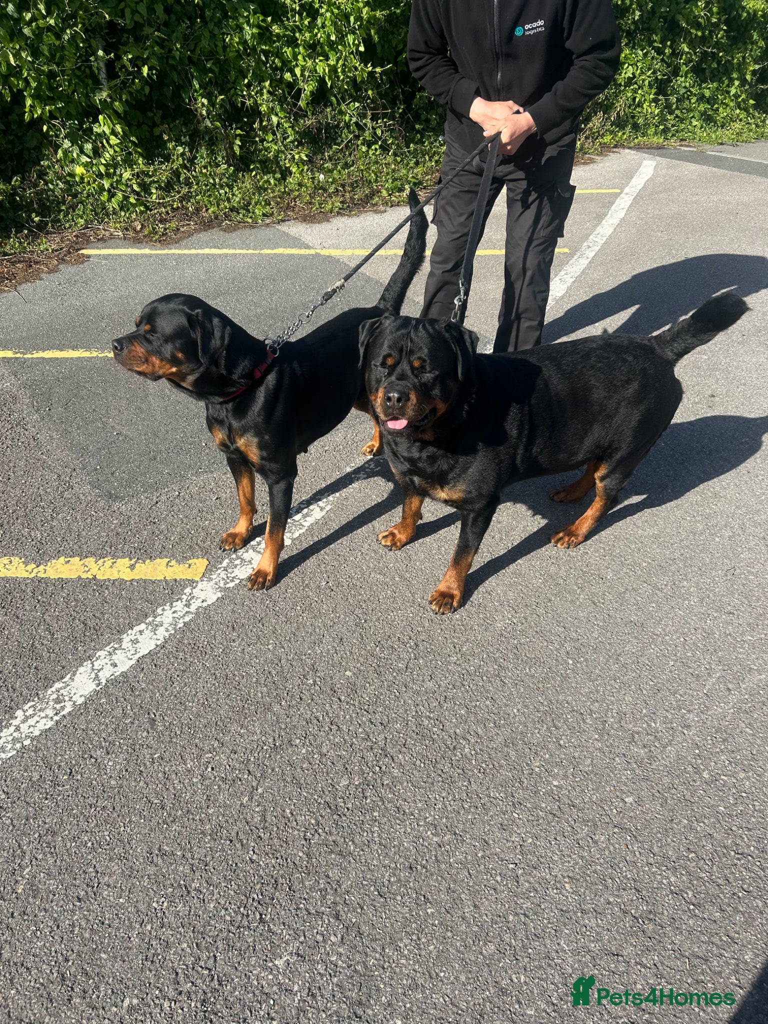 Rottweiler dogs 5 Month Rottweiler Pups - Advert 2