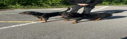 Rottweiler dogs for sale: 5 Month Rottweiler Pups - Advert 1
