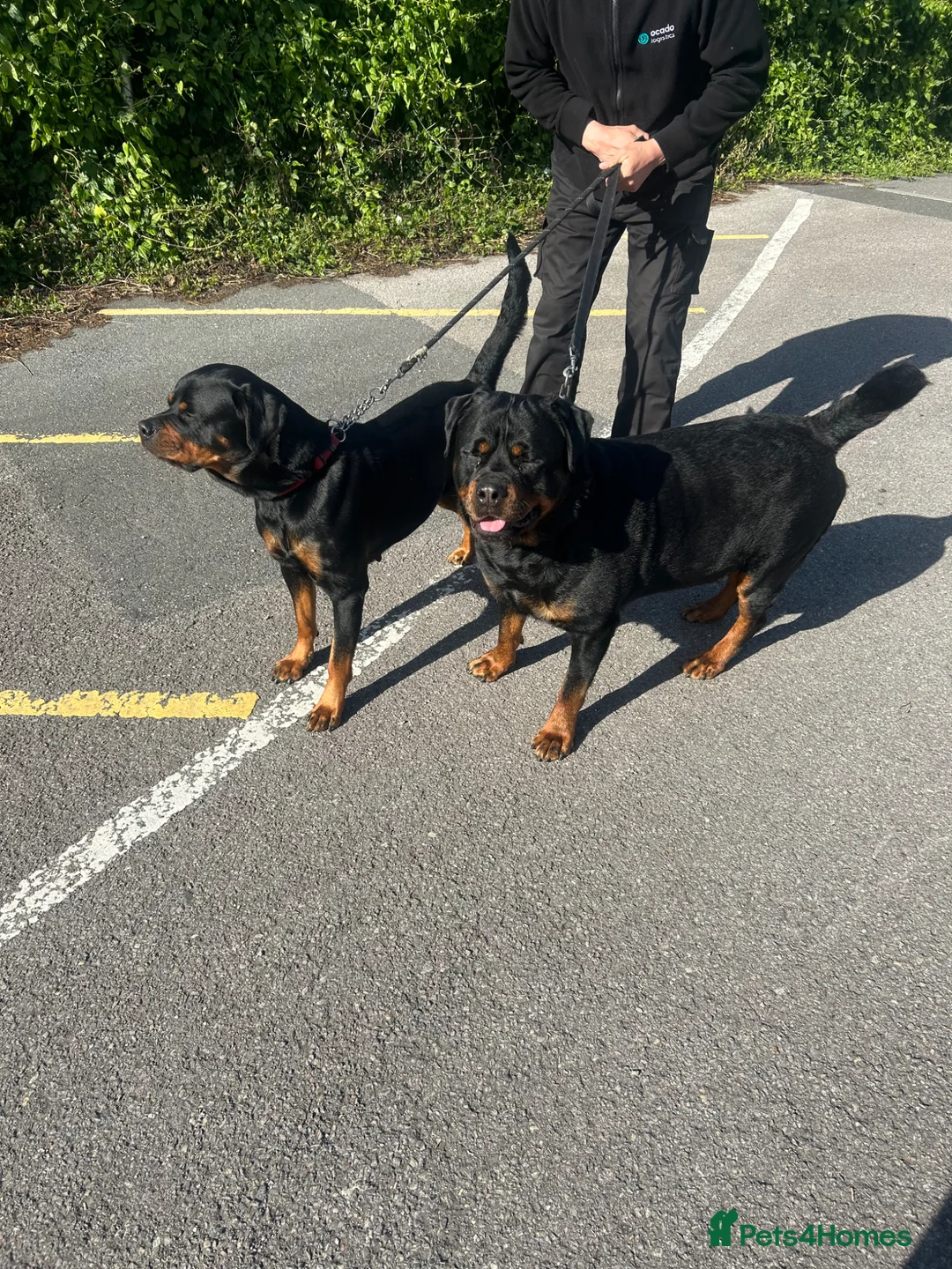 Rottweiler dogs for sale: 5 Month Rottweiler Pups - Advert 1
