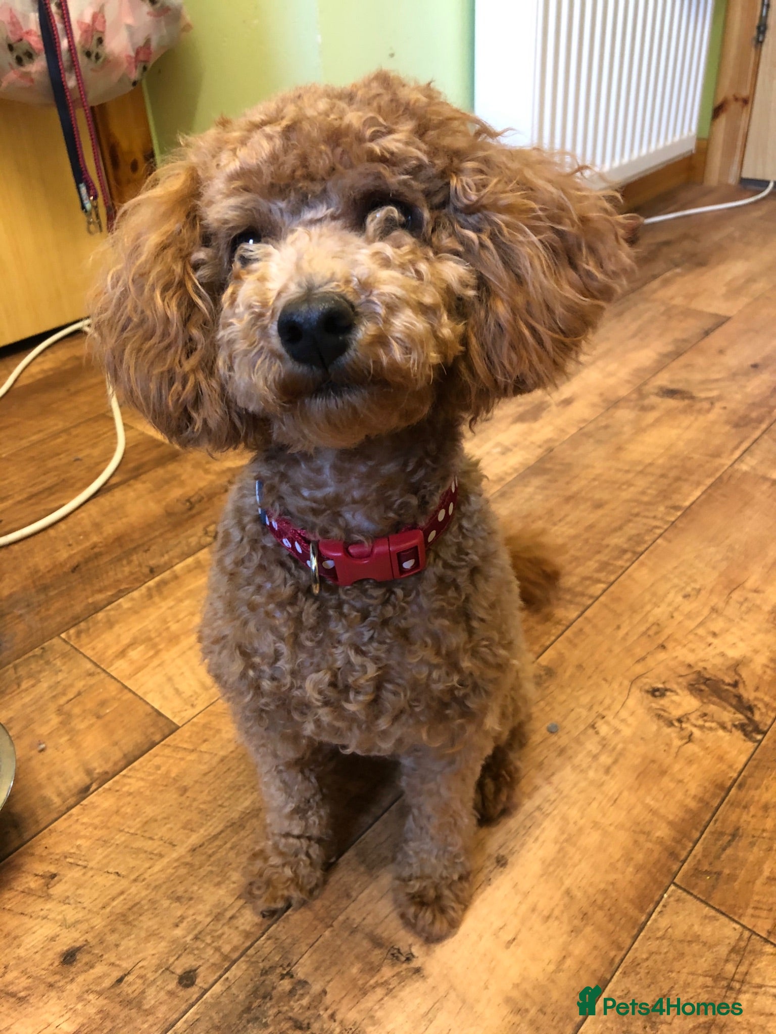 Toy Poodle dogs Gorgeous KC Registered Toy Poodle Puppies - Advert 3
