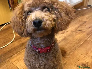 Toy Poodle dogs Gorgeous KC Registered Toy Poodle Puppies - Advert 1