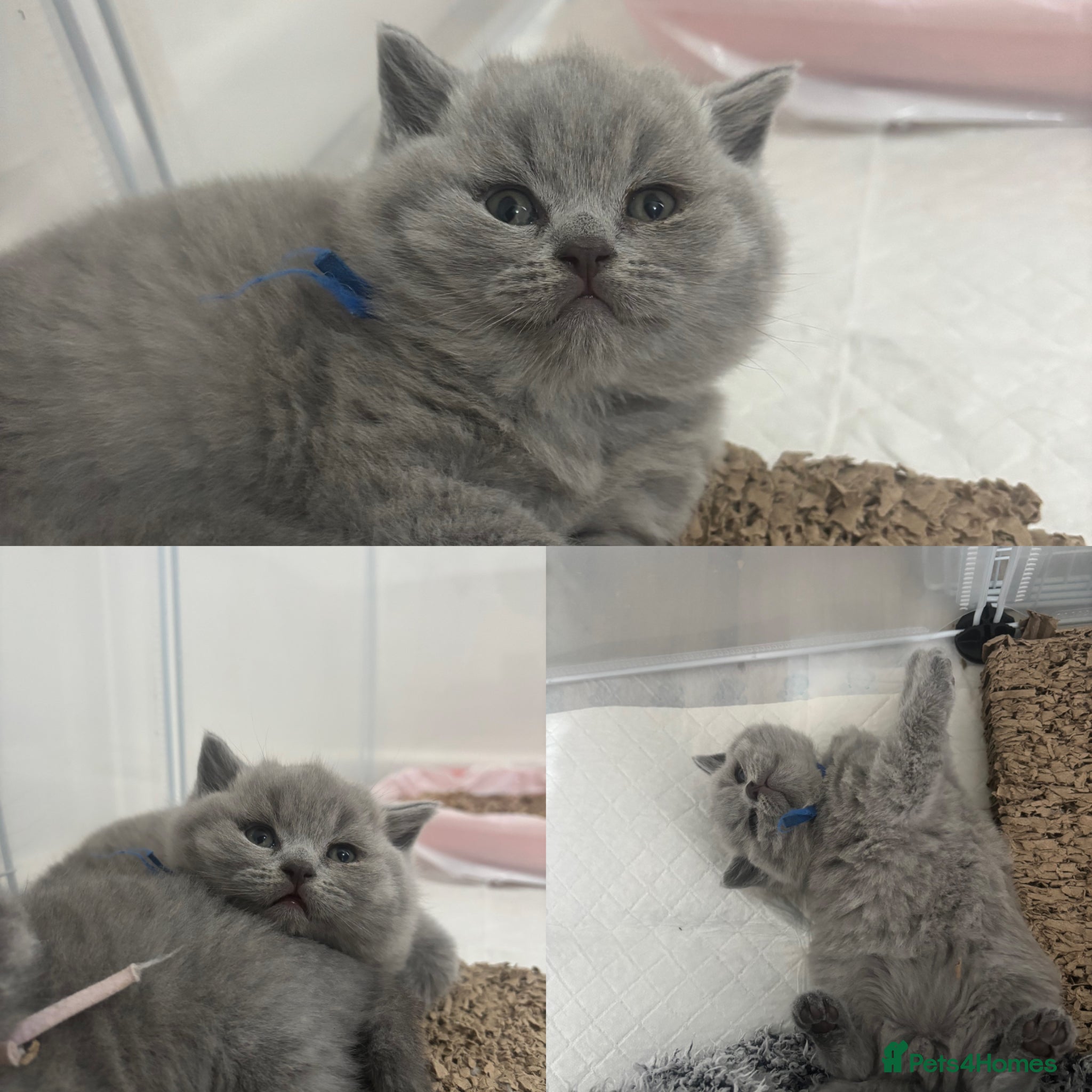British Shorthair cats 🏆LAST CHAMPION LINE MALE🏆 Pedigree BSH Kittens - Advert 6
