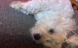 Bichon Frise dogs for sale: Luna 😊😊😊🌹 - Image 4
