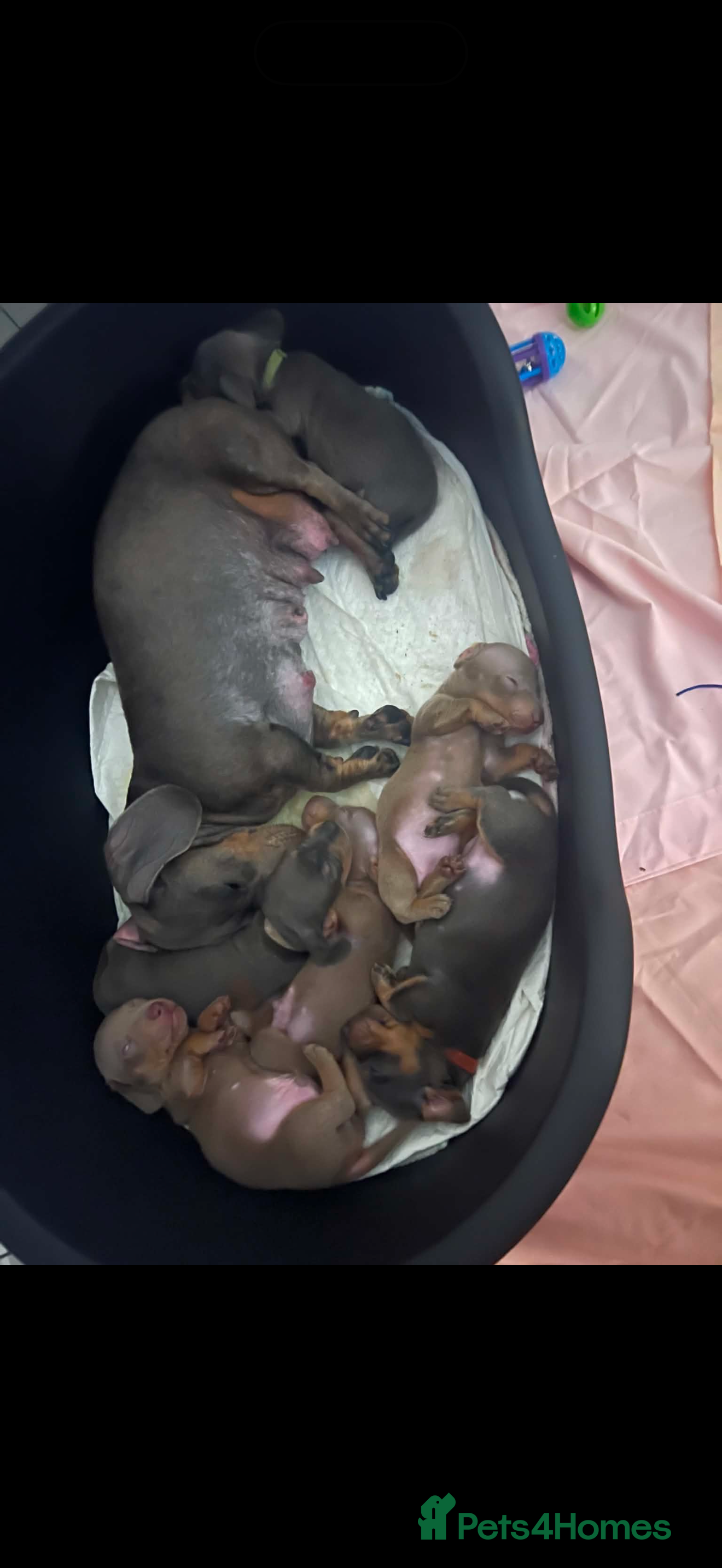 Miniature Dachshund dogs Miniature dashcund puppies  - Advert 4