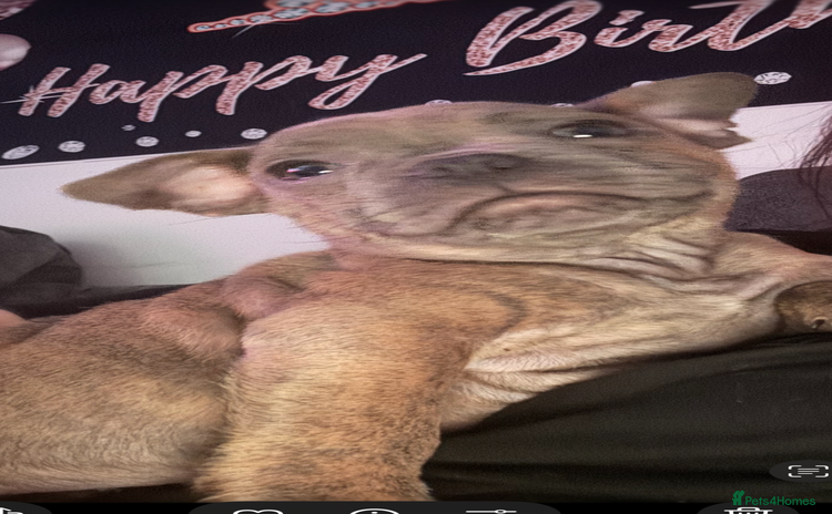 Mixed Breed dogs French staff - Advert 2