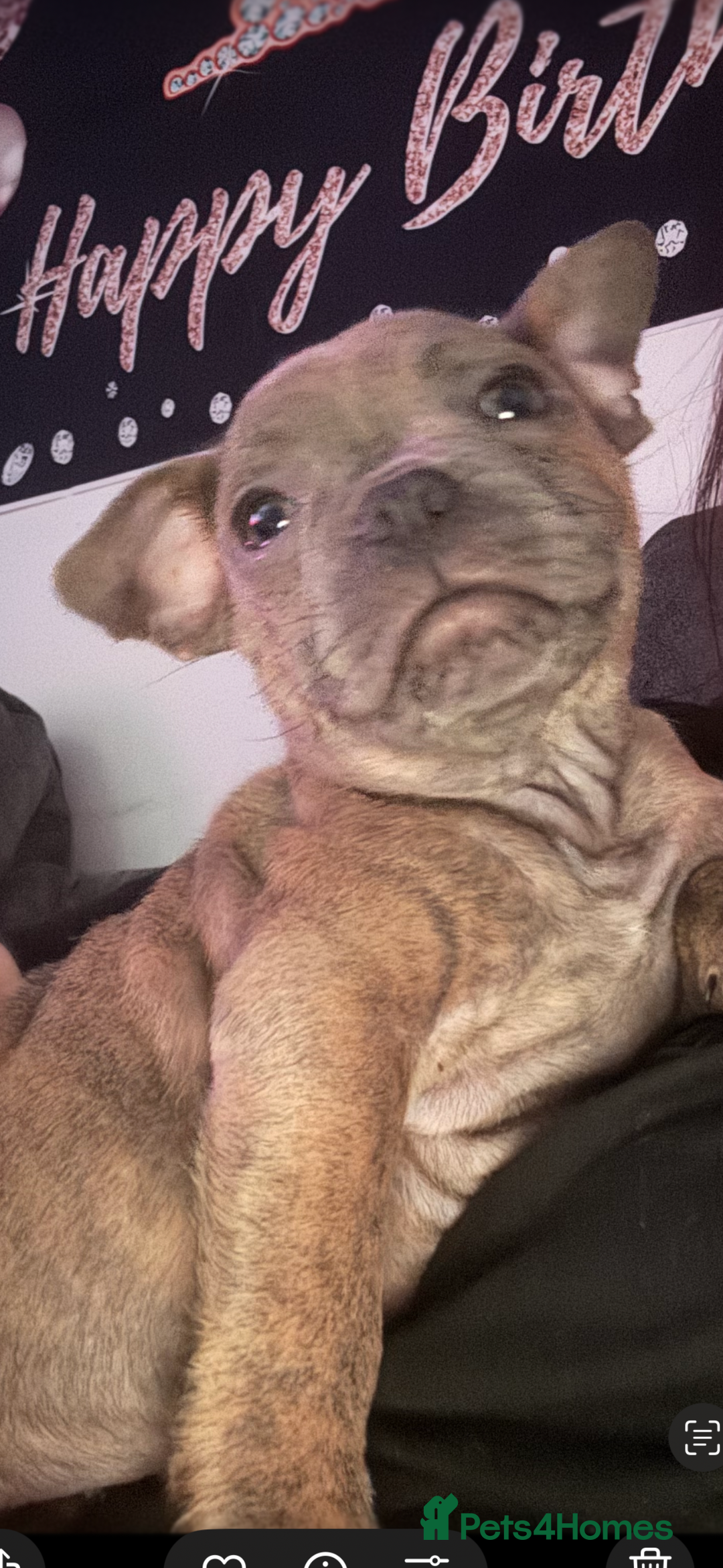 Mixed Breed dogs for sale: French staff - Advert 1