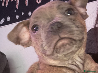 Mixed Breed dogs French staff - Advert 2