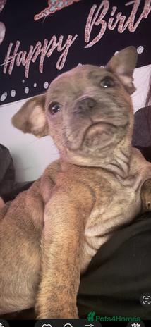 Mixed Breed dogs French staff - Advert 2