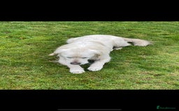 Golden Retriever dogs for sale: Golden retriever puppies  - Image 6