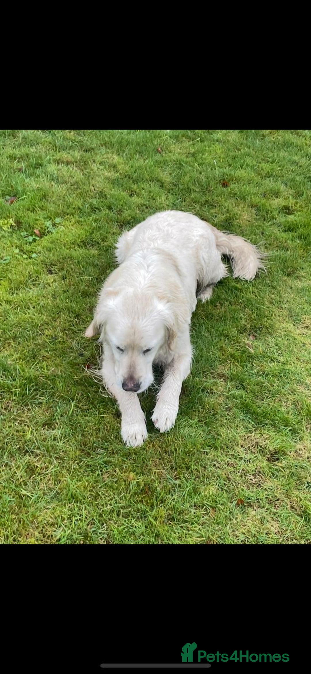Golden Retriever dogs for sale: Golden retriever puppies  - Image 6