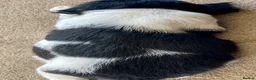English Springer Spaniel dogs for sale: READY TO LEAVE NOW Springer Spaniel Dogpup - Advert 1