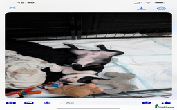Boston Terrier dogs for sale: Boston Terrier pup for sale Dundee - Image 3