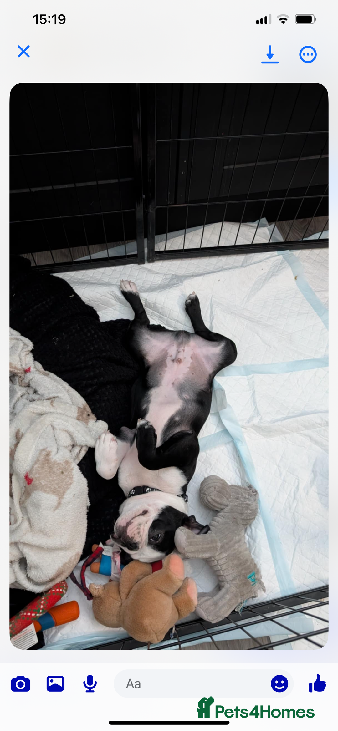 Boston Terrier dogs for sale: Boston Terrier pup for sale Dundee - Image 3