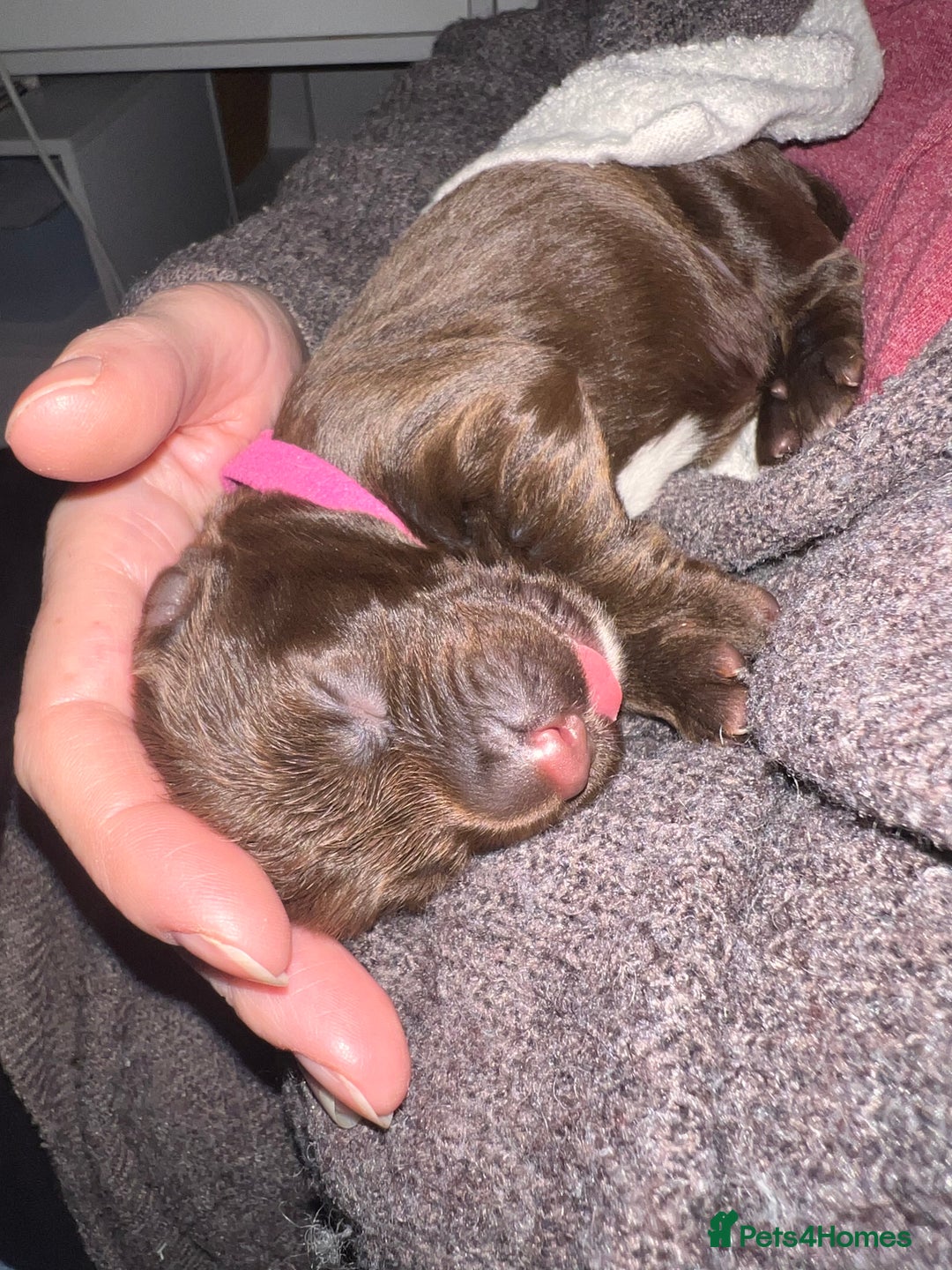 Sprocker dogs for sale: Beautiful Liver/Chocolate & White Sprocker Puppies - Image 6