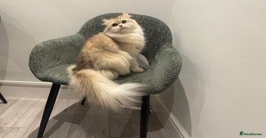 British Longhair cats - Advert 4