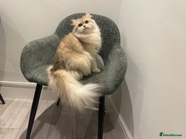 British Longhair cats - Advert 4