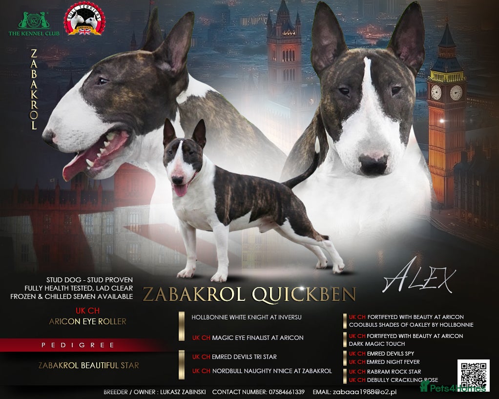 English Bull Terrier dogs TOP PEDIGREE IN UK, CRUFTS QUALIFIER, CHAMP FAMILY - Advert 2