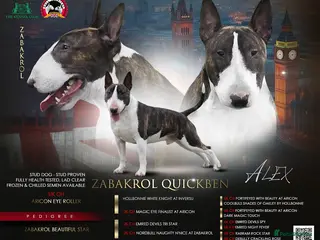 English Bull Terrier dogs TOP PEDIGREE IN UK, CRUFTS QUALIFIER, CHAMP FAMILY - Advert 2