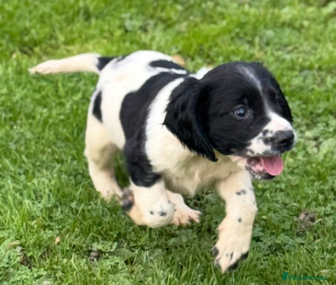 English Springer Spaniel dogs for sale: KC Calm English Springer Spaniel Puppies - Image 5