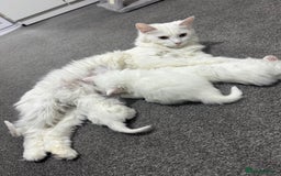 Turkish Angora cats for sale: Turkish Angora  - Image 3
