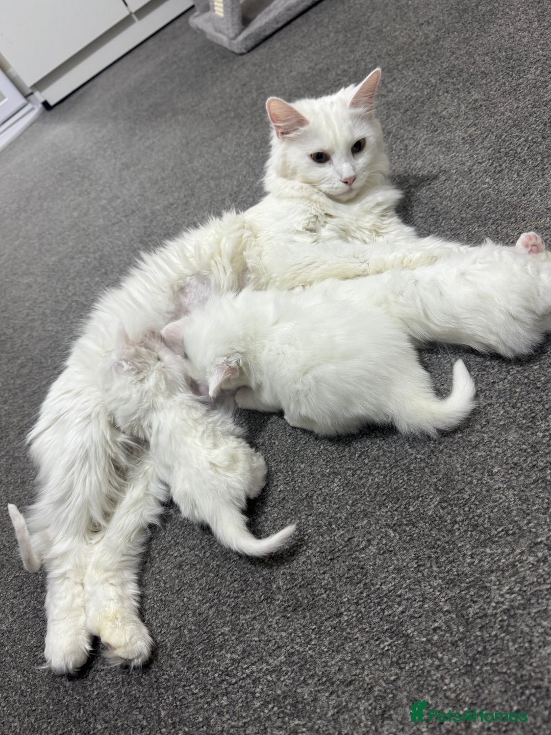 Turkish Angora cats for sale: Turkish Angora  - Image 3
