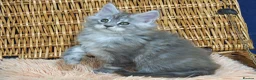 Maine Coon cats for sale: Affectionate pedigree boys  - Advert 8