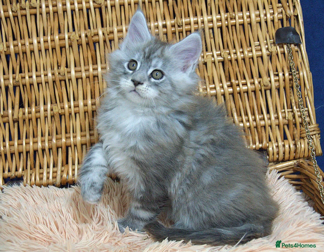 Maine Coon cats for sale: Affectionate pedigree boys  - Advert 8
