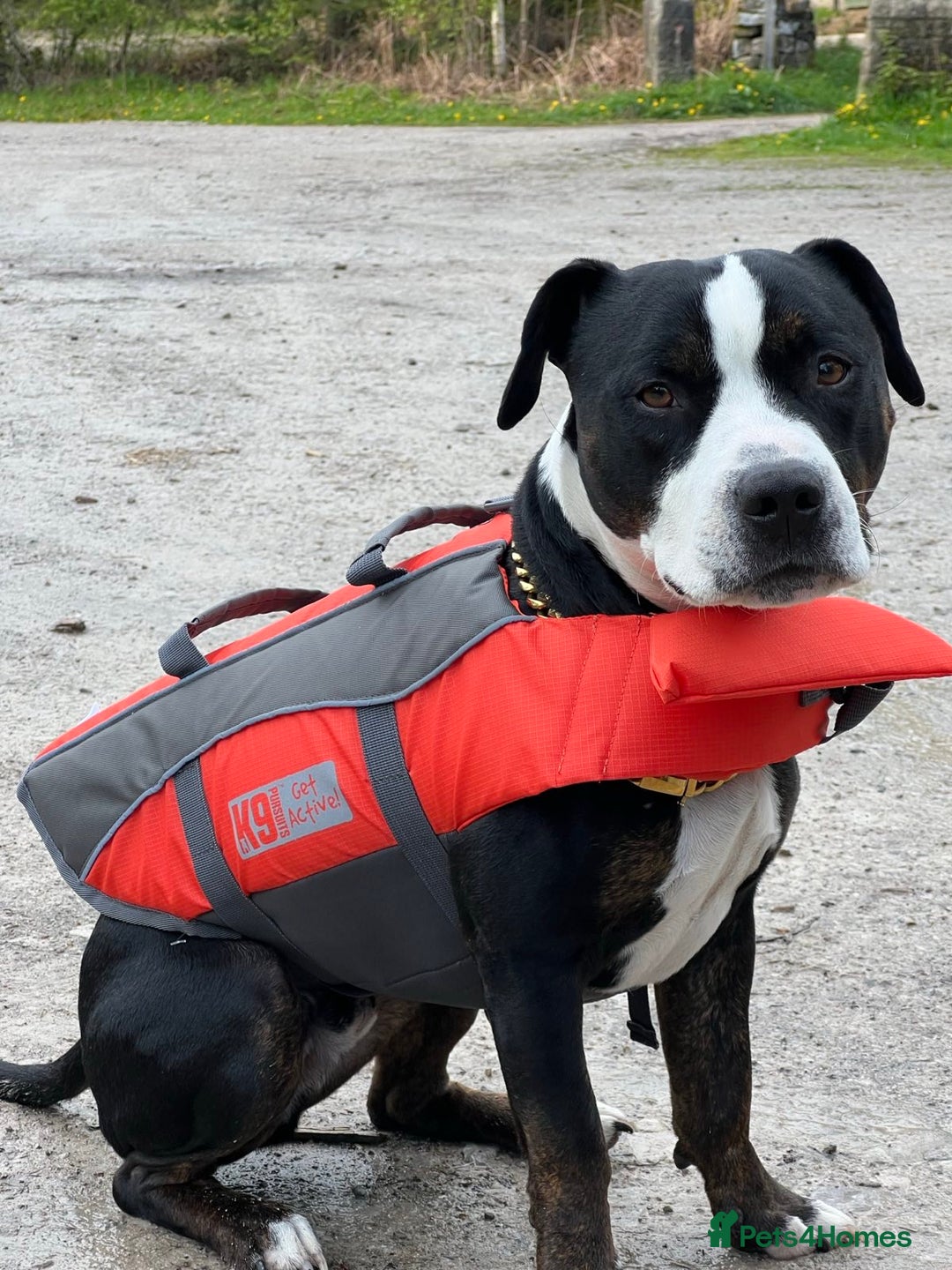 Staffordshire Bull Terrier dogs for sale: Mario – Gentle 5 Year Old Staffy - Advert 4