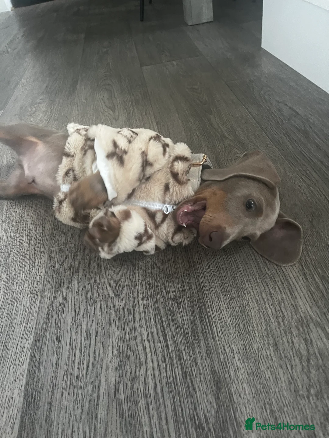 Miniature Dachshund dogs for sale: Dachshund  - Advert 6