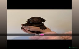 Cocker Spaniel dogs for sale: Cocker spaniel pups  - Image 2