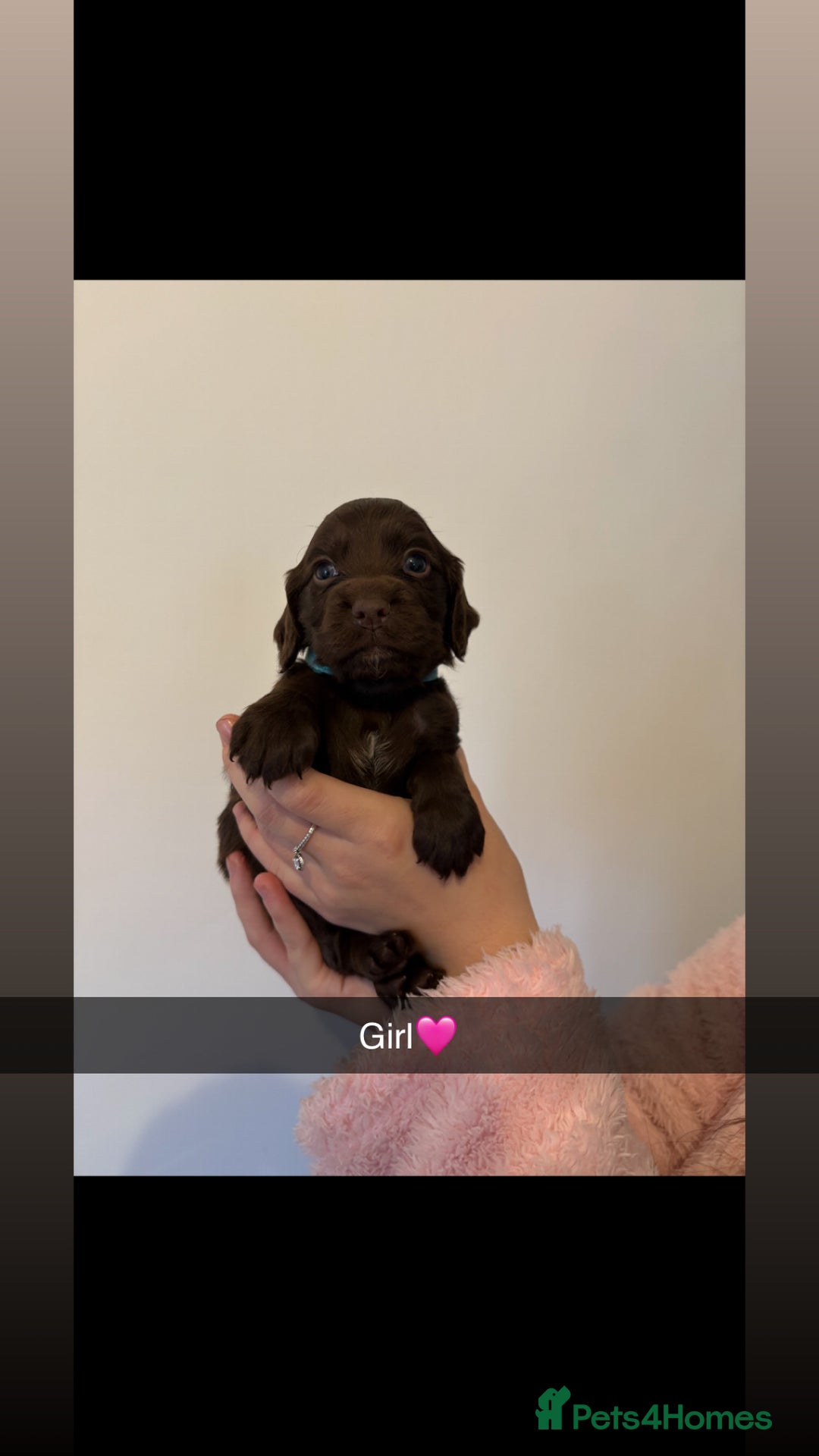 Cocker Spaniel dogs for sale: Cocker spaniel pups  - Image 2