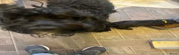 Mixed Breed dogs for sale: 6 jackapoo boys in Lanark - Advert 1