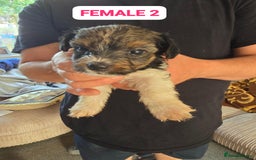 Mixed Breed dogs for sale: FOR SALE (YORKSHIRE TERRIER) - Image 4