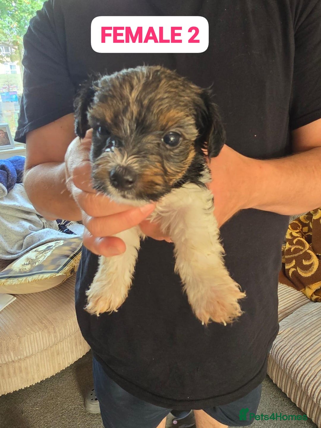 Mixed Breed dogs for sale: FOR SALE (YORKSHIRE TERRIER) - Image 4