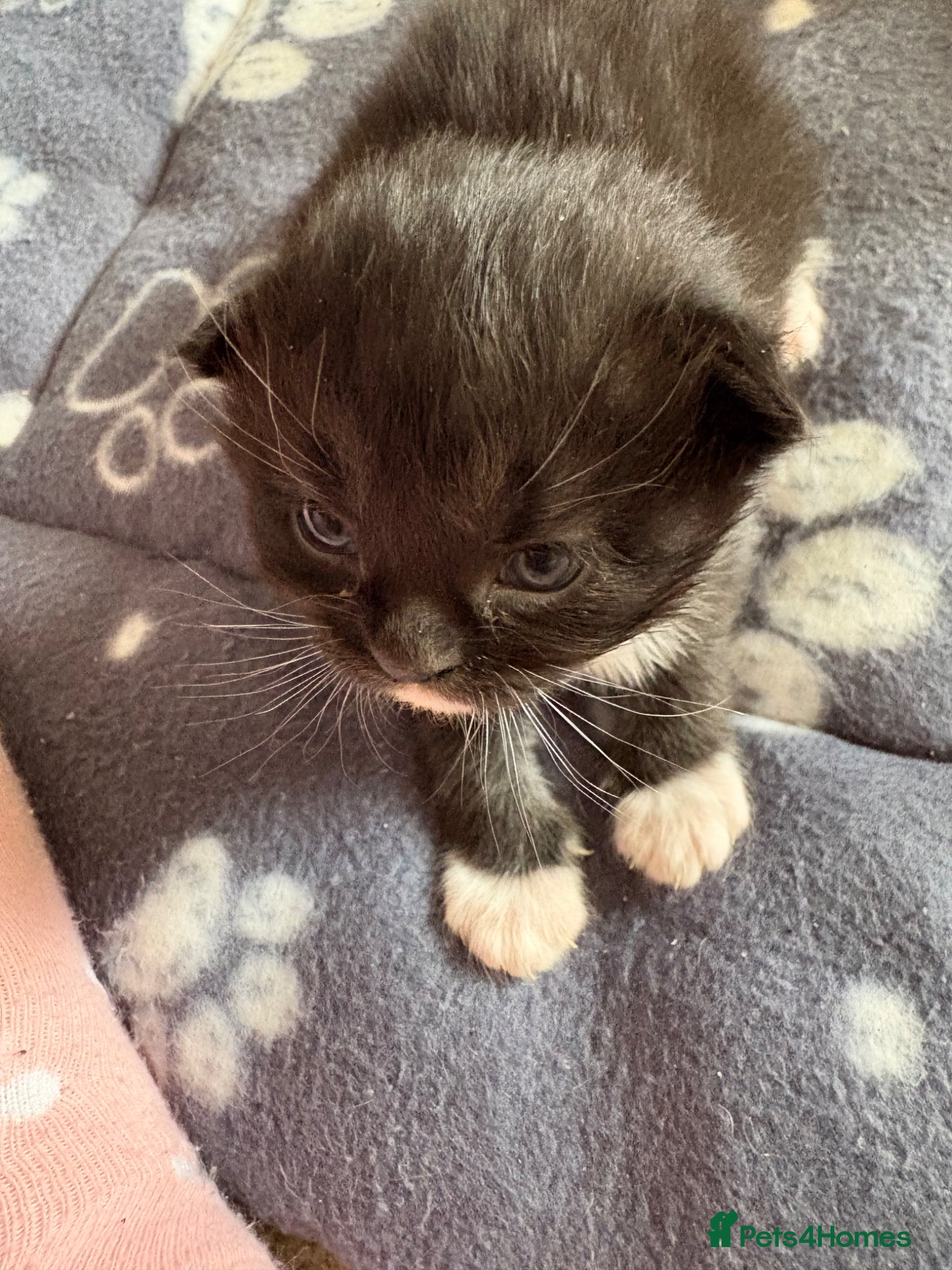 Mixed Breed cats Beautiful girls left  - Advert 19