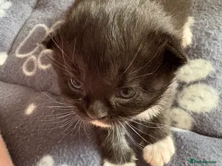 Mixed Breed cats Beautiful girls left - Advert 19