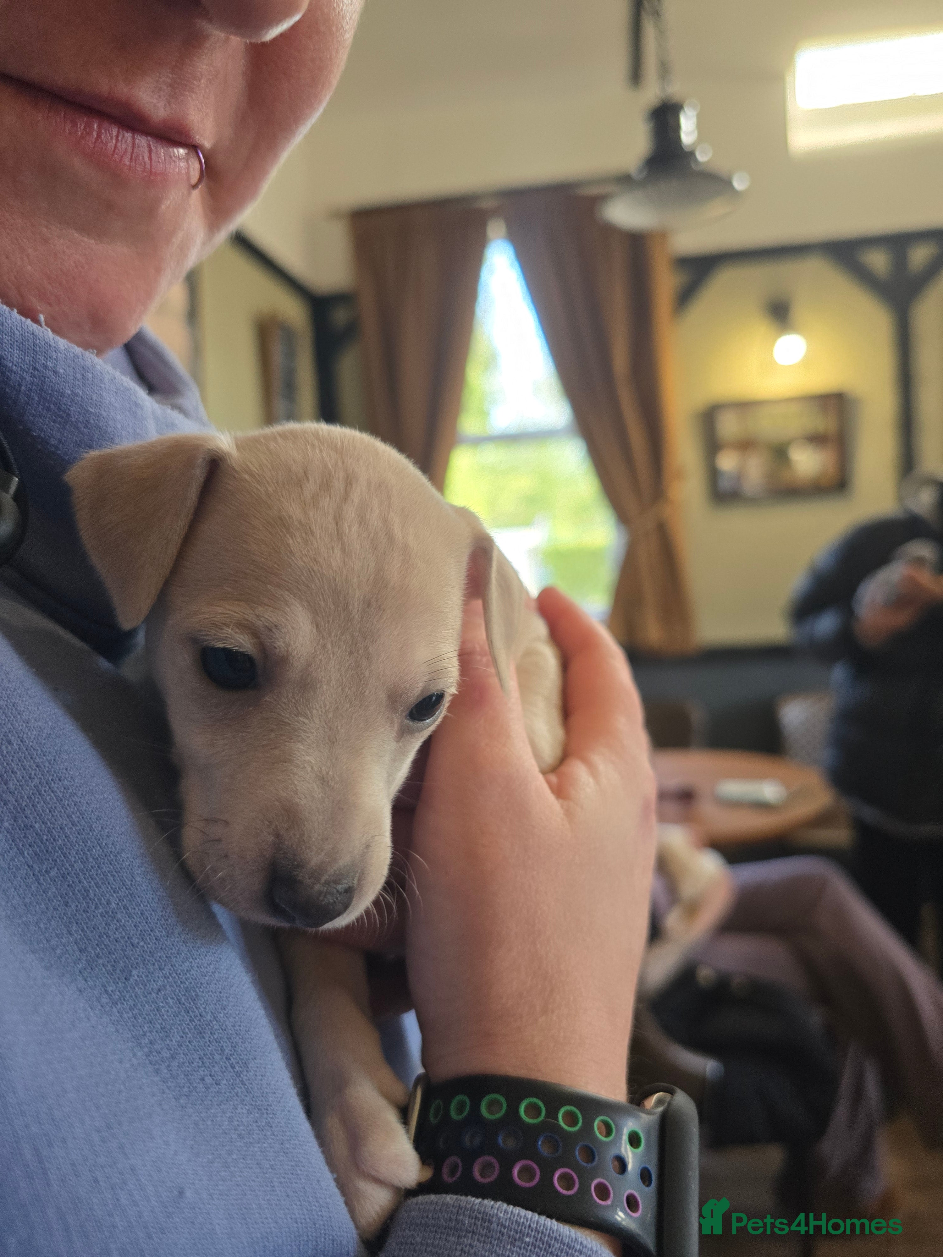 Mixed Breed dogs Wiggy puppies-Italian Greyhound x Whippet - Advert 2