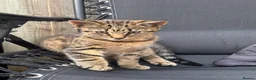 Mixed Breed cats for sale: Little Tiger🐯  in Barking - Advert 4