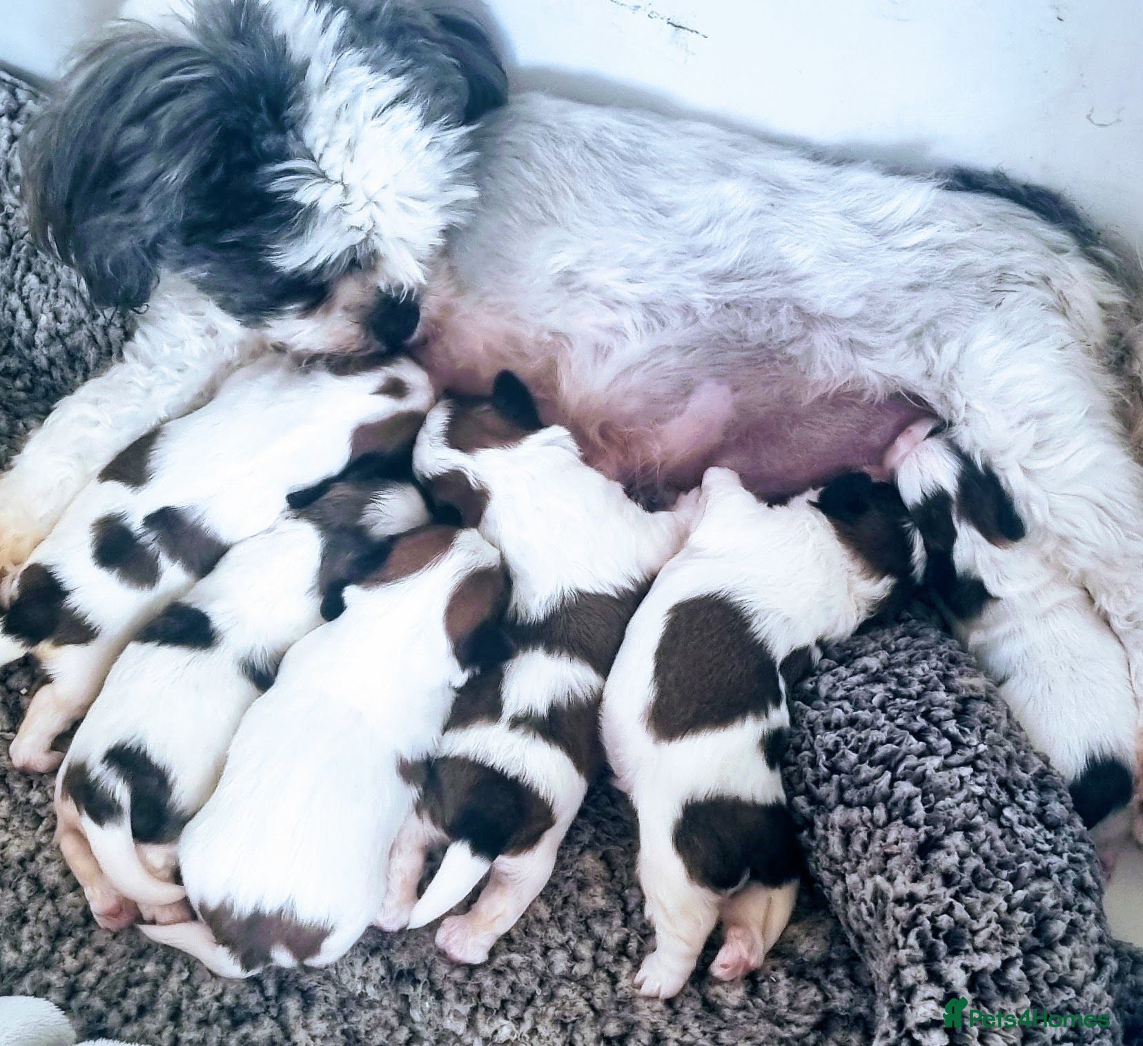 Lhasa Apso dogs KC registered Lhasa Apso Puppy Girl - Advert 1