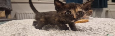 Mixed Breed Kitten 3
