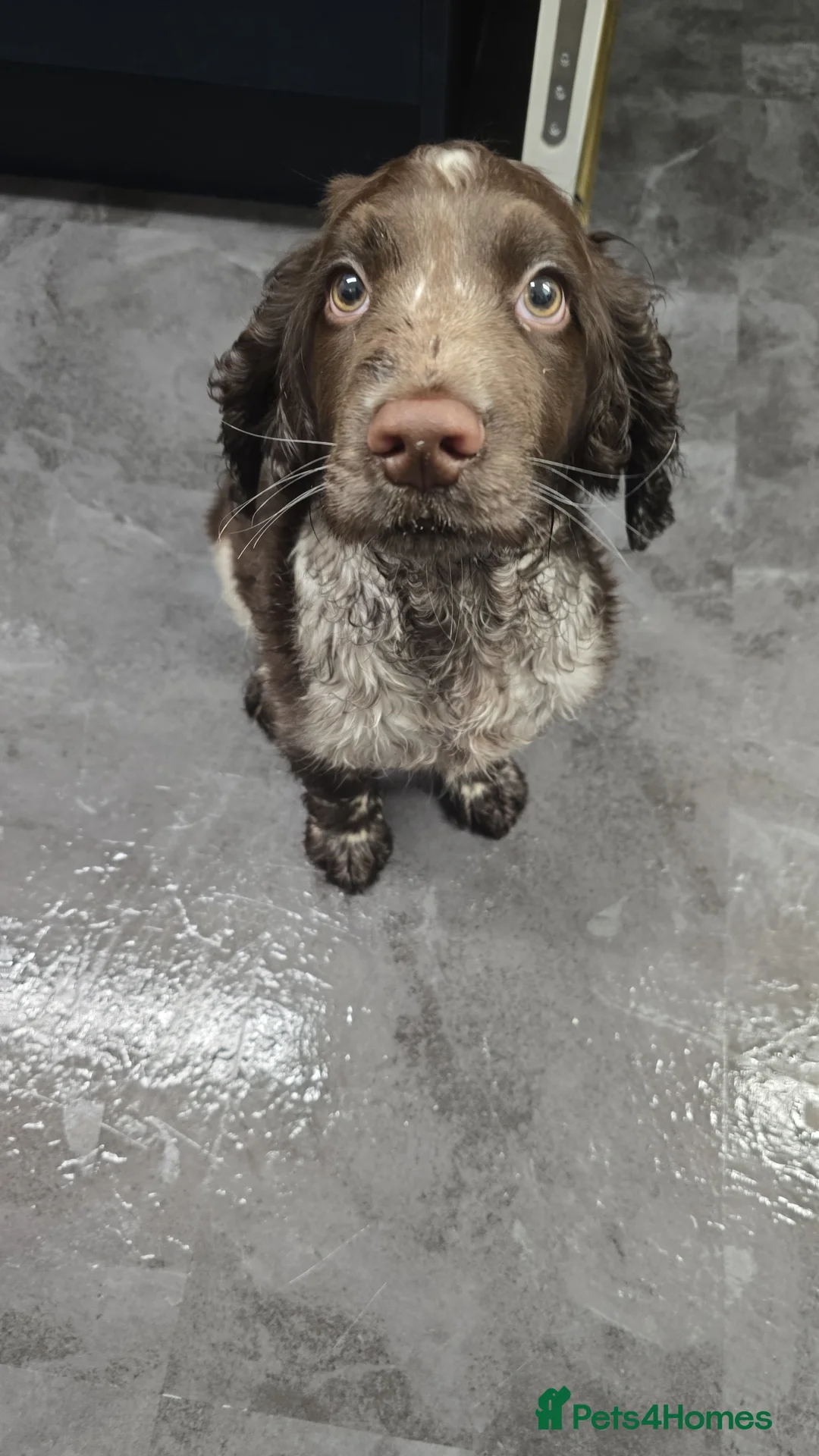 Cocker Spaniel dogs for sale: Cocker spaniel puppy - Advert 1